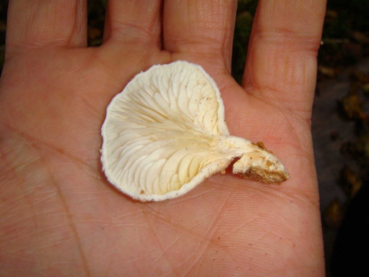 fungi-0002699