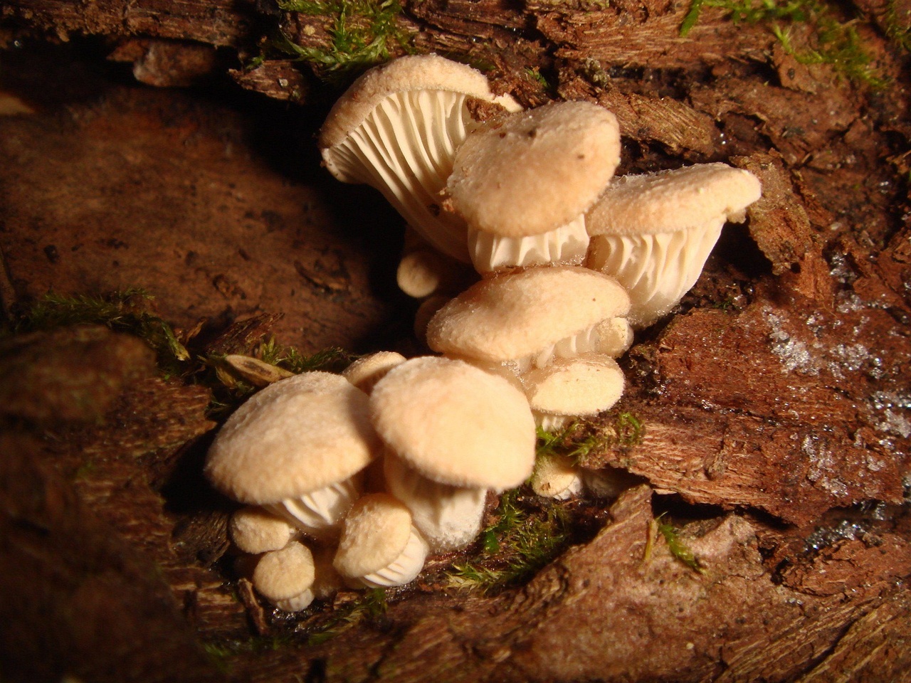 fungi-0002838