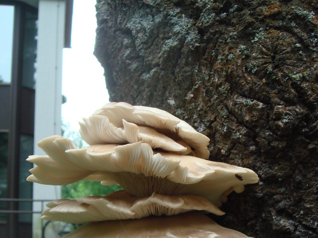 fungi-0003149