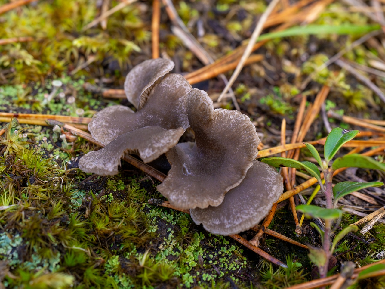 Arrhenia acerosa _2025-09-21_1-1