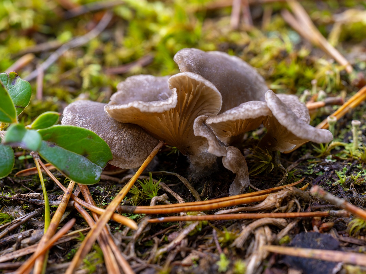 Arrhenia acerosa _2025-09-21_1-10