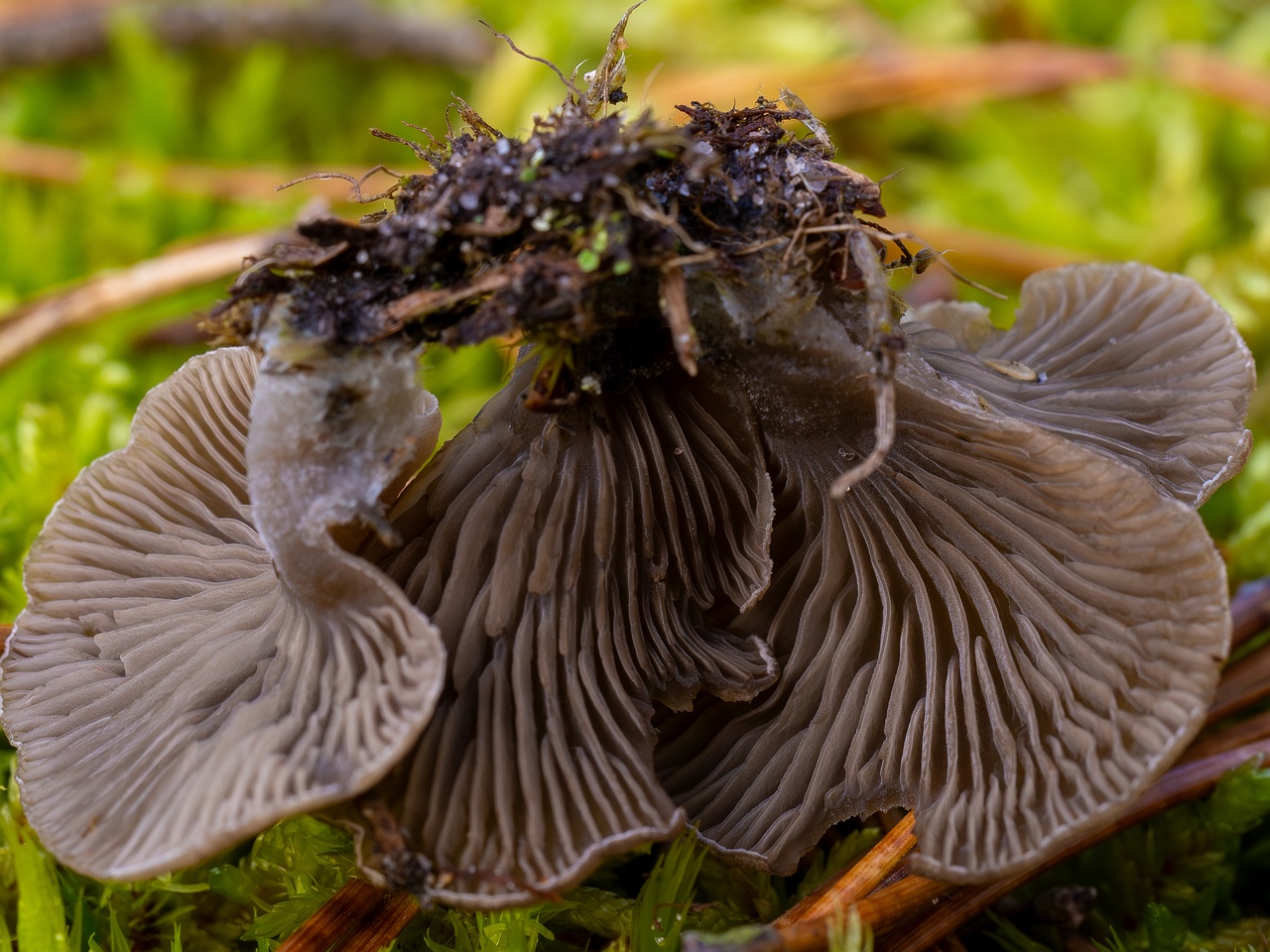 Arrhenia acerosa _2025-09-21_1-13