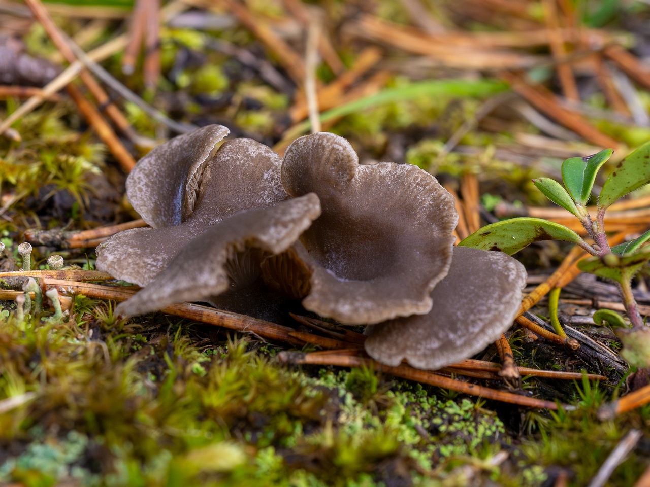 Arrhenia acerosa _2025-09-21_1-5