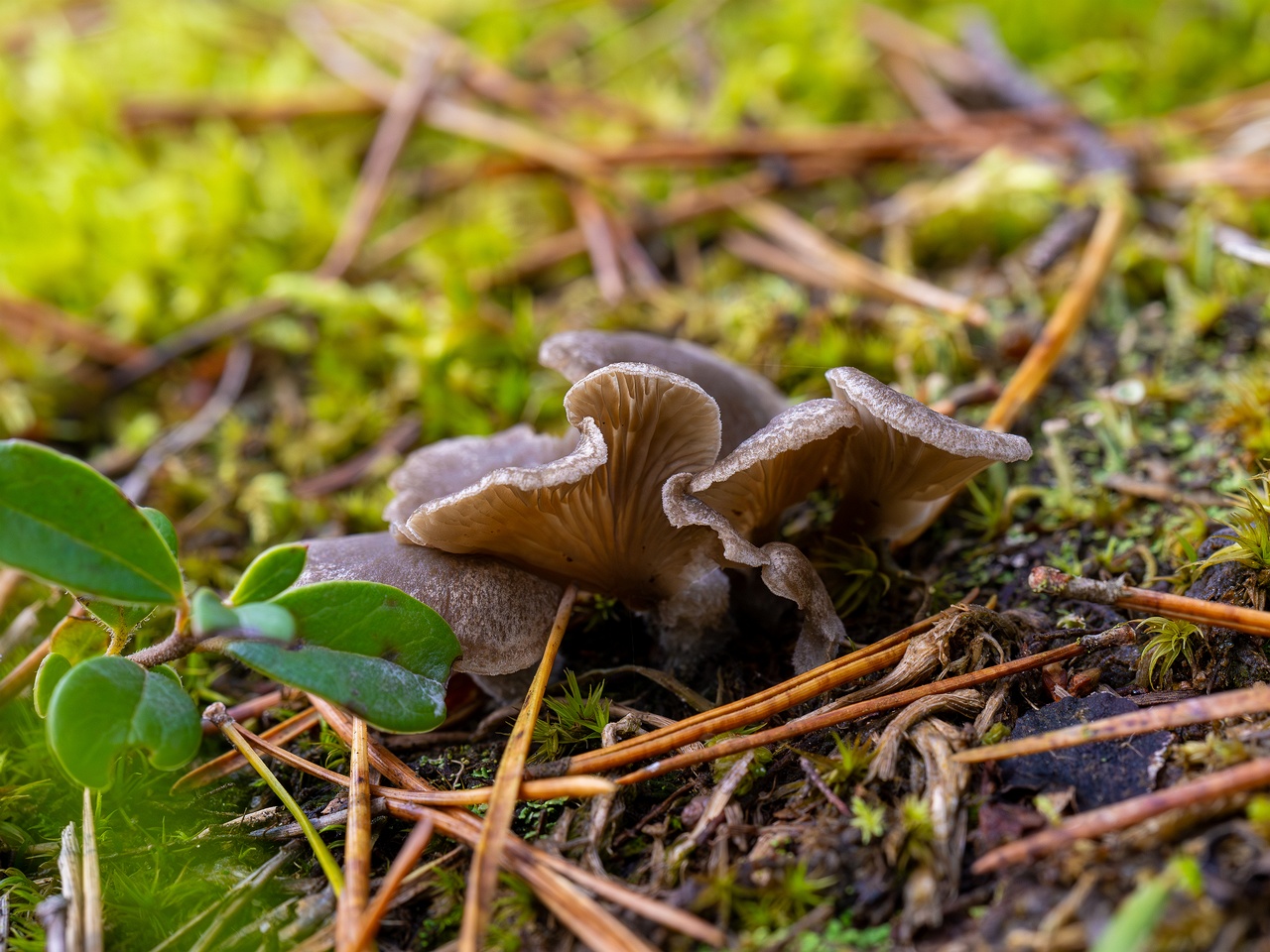 Arrhenia acerosa _2025-09-21_1-7