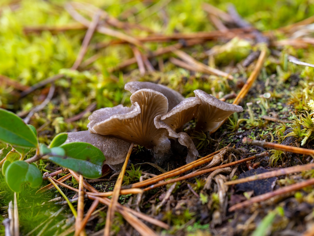 Arrhenia acerosa _2025-09-21_1-8