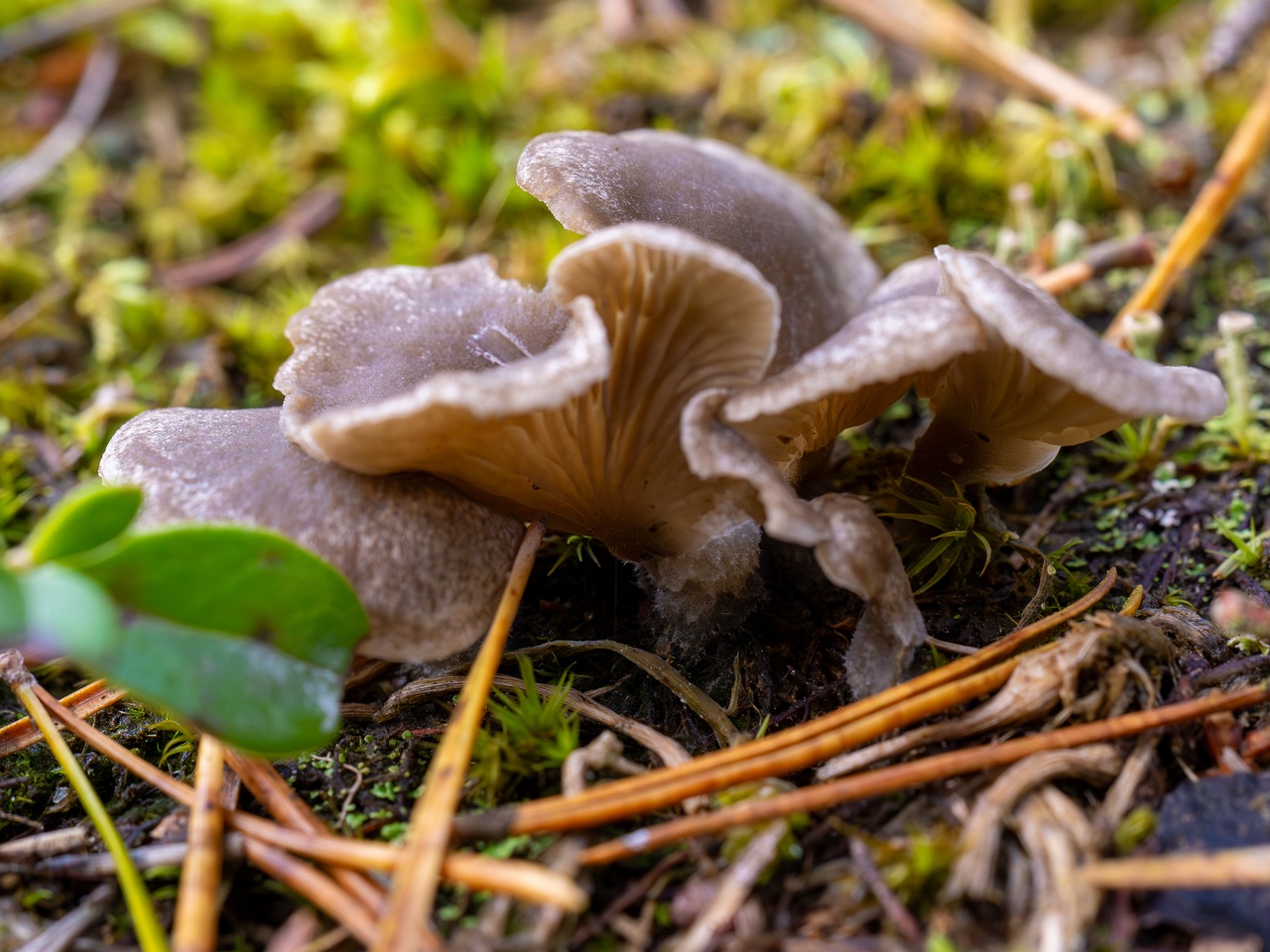 Arrhenia acerosa _2025-09-21_1-9