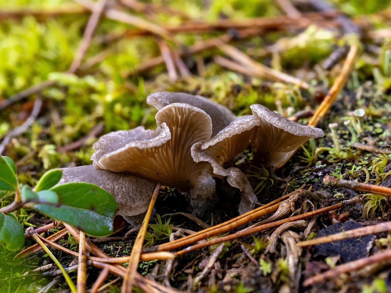 Arrhenia acerosa _2025-09-21_2-1