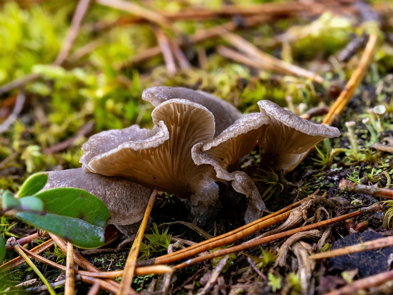 Arrhenia acerosa _2025-09-21_2-2