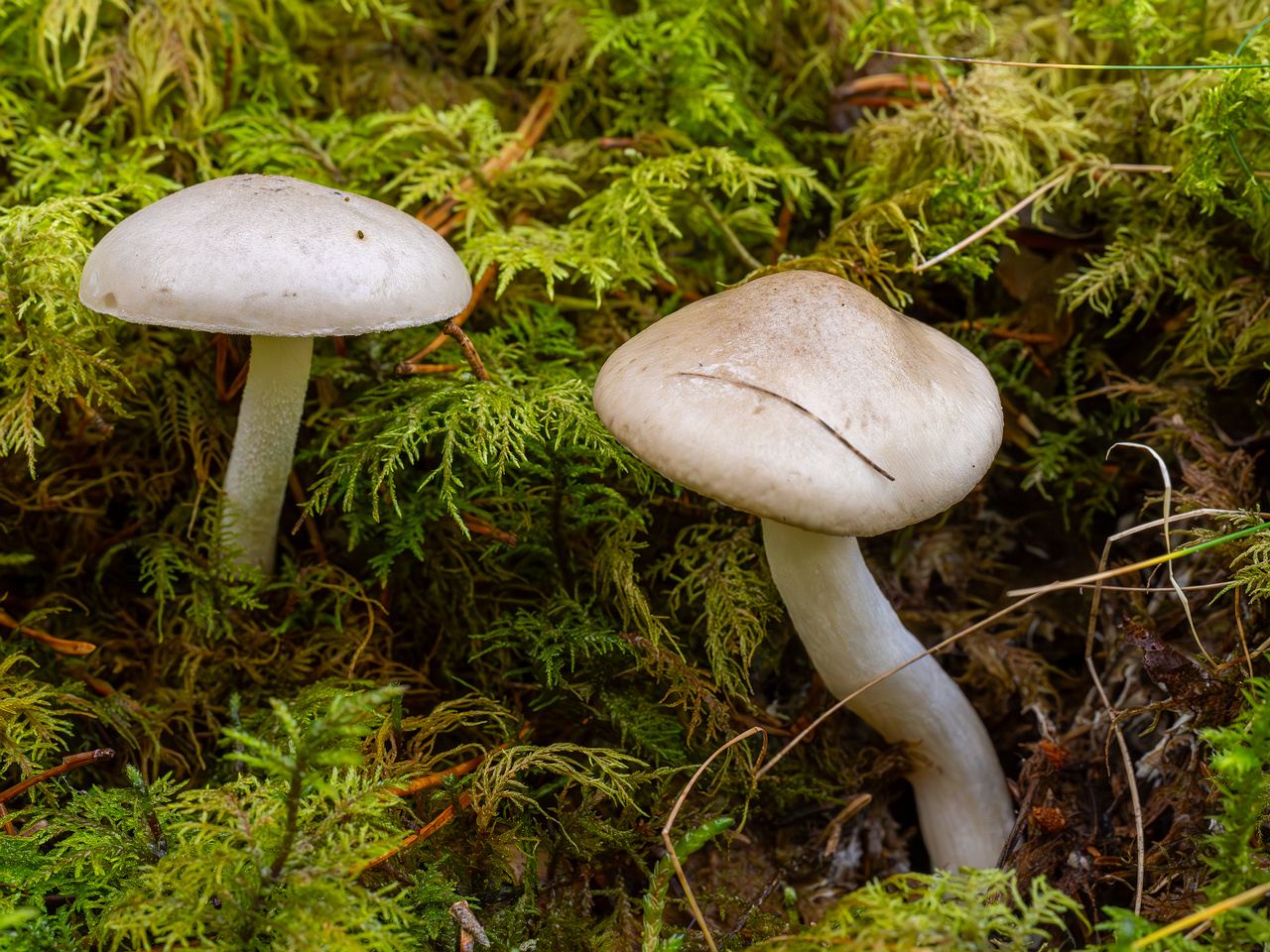hygrophorus-agathosmus_2024-10-19_1-1