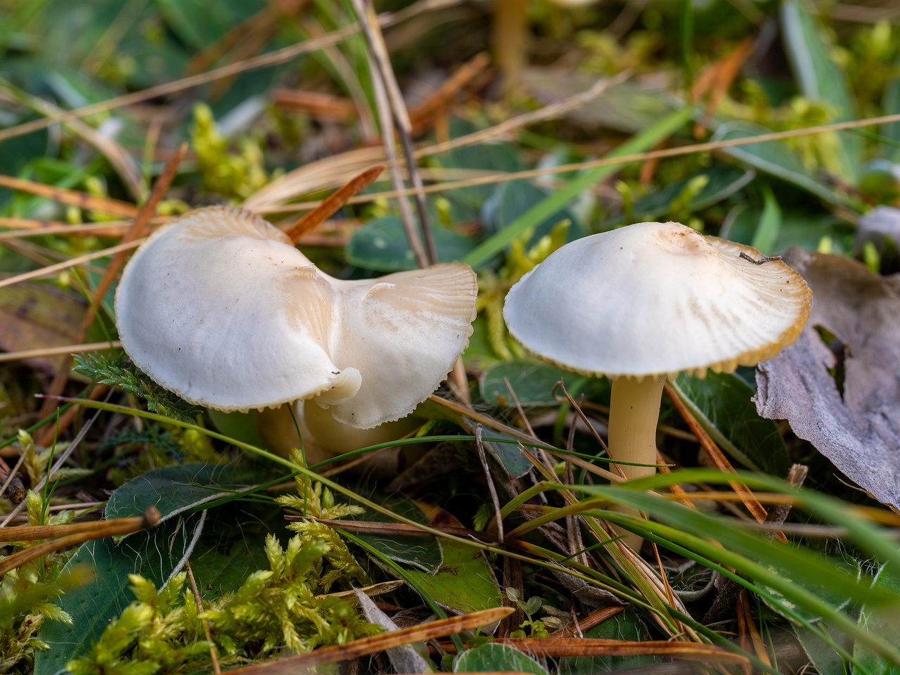 Cuphophyllus virgineus _2025-09-28_1-11