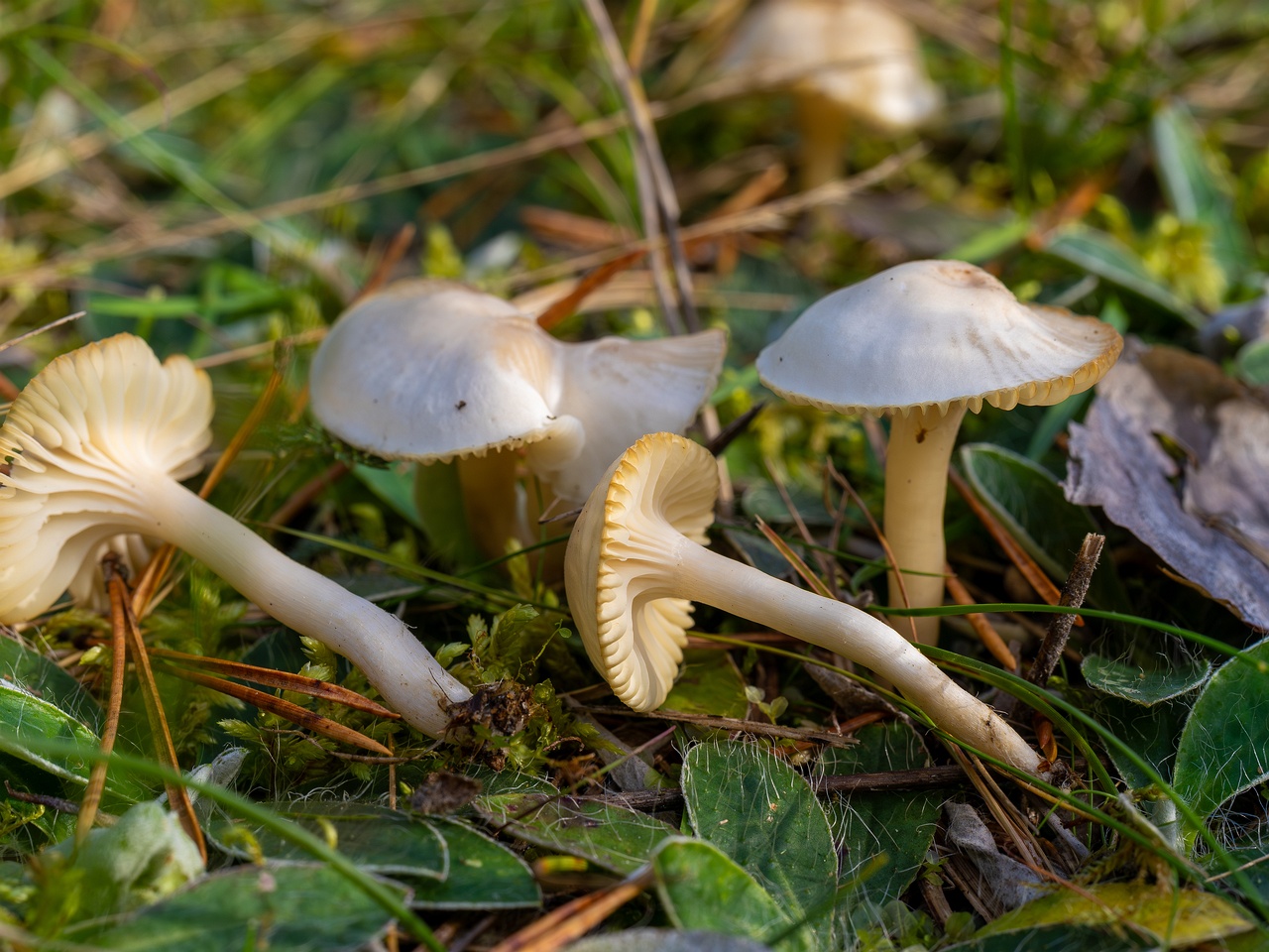 Cuphophyllus virgineus _2025-09-28_1-15