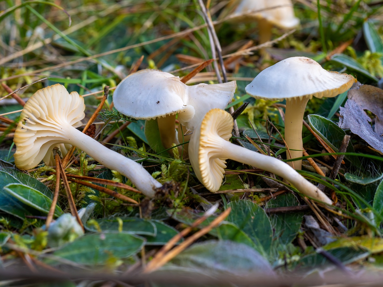 Cuphophyllus virgineus _2025-09-28_1-17