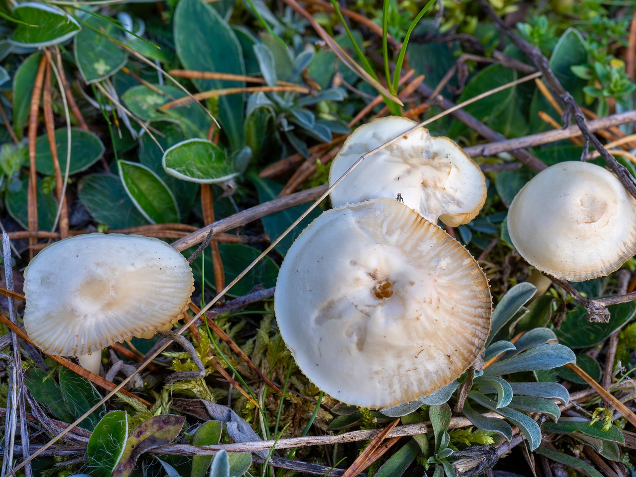 Cuphophyllus virgineus _2025-09-28_1-19