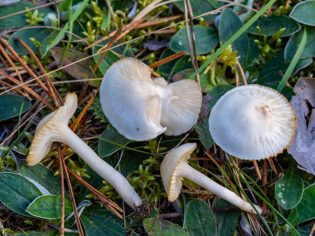 Cuphophyllus virgineus _2025-09-28_1-20