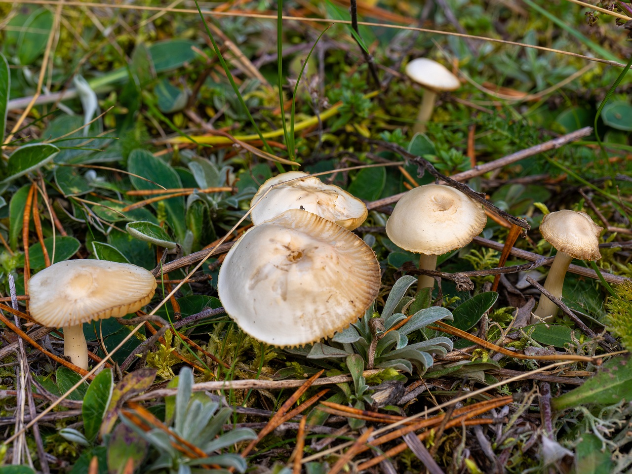 Cuphophyllus virgineus _2025-09-28_1-9