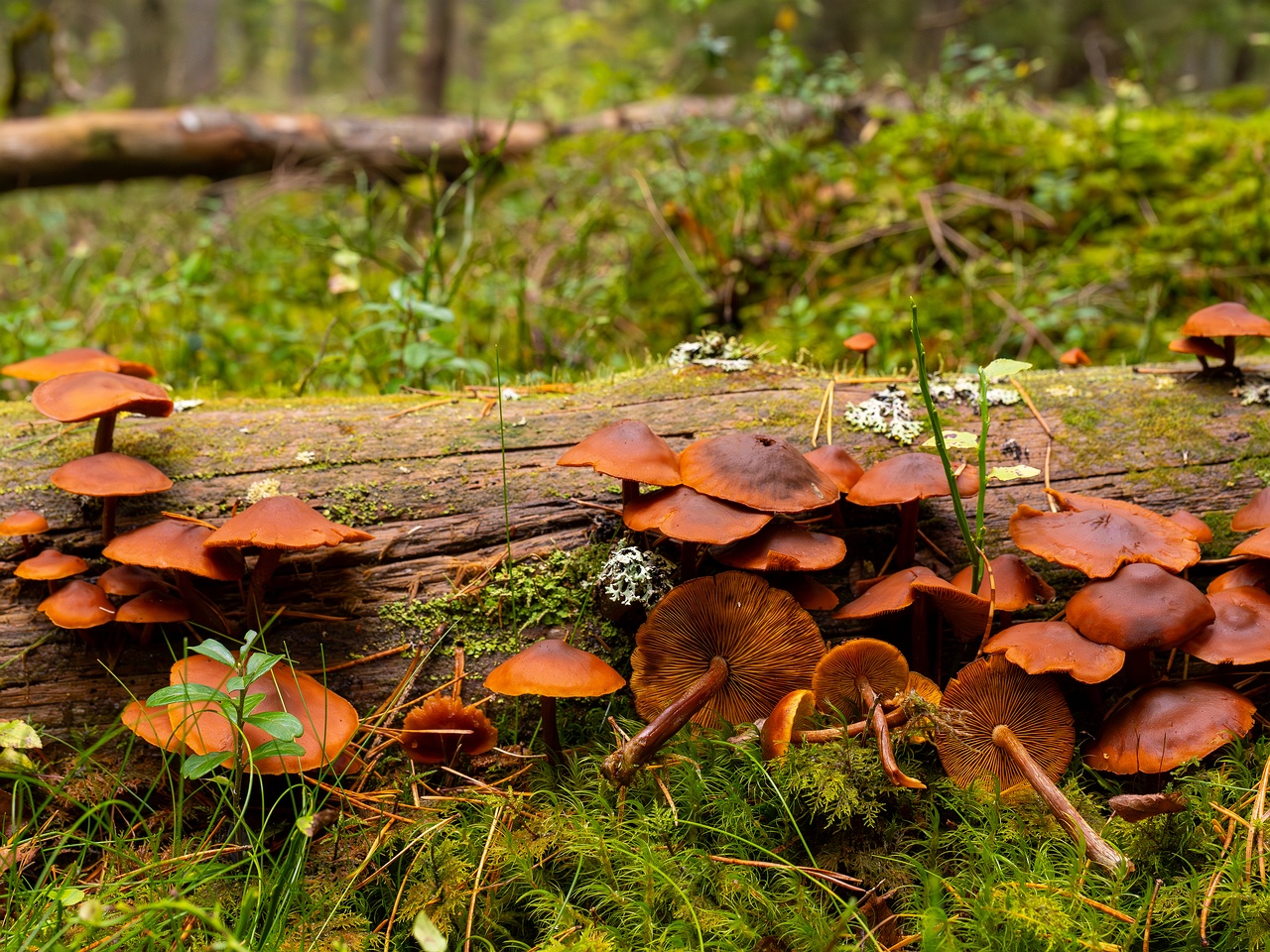 Gymnopilus picreus _2025-09-21_1-10