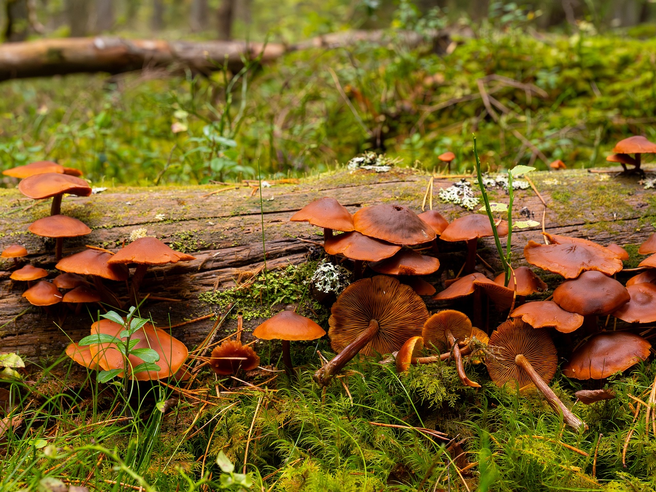 Gymnopilus picreus _2025-09-21_1-11