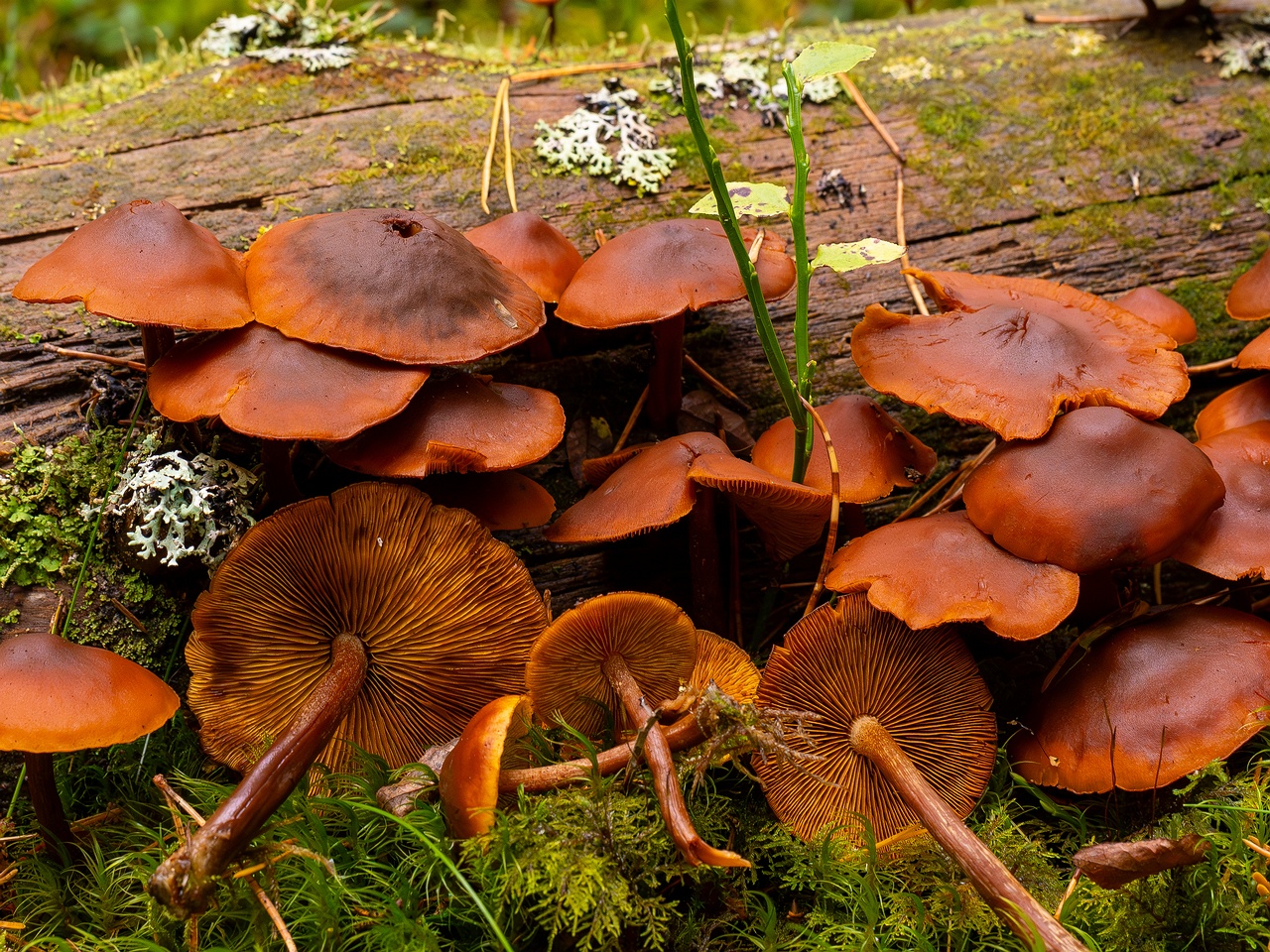 Gymnopilus picreus _2025-09-21_1-8