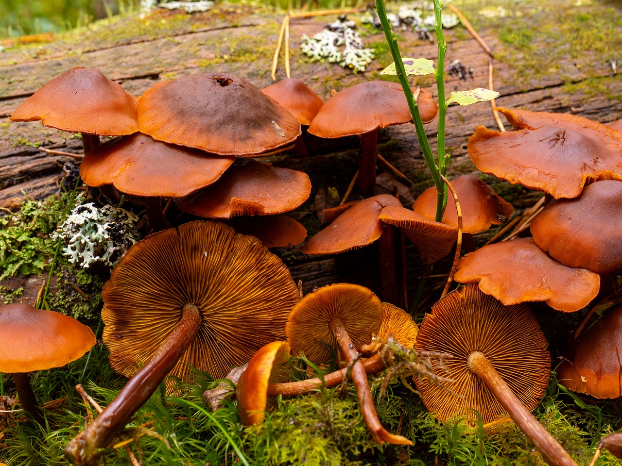 Gymnopilus picreus _2025-09-21_1-9