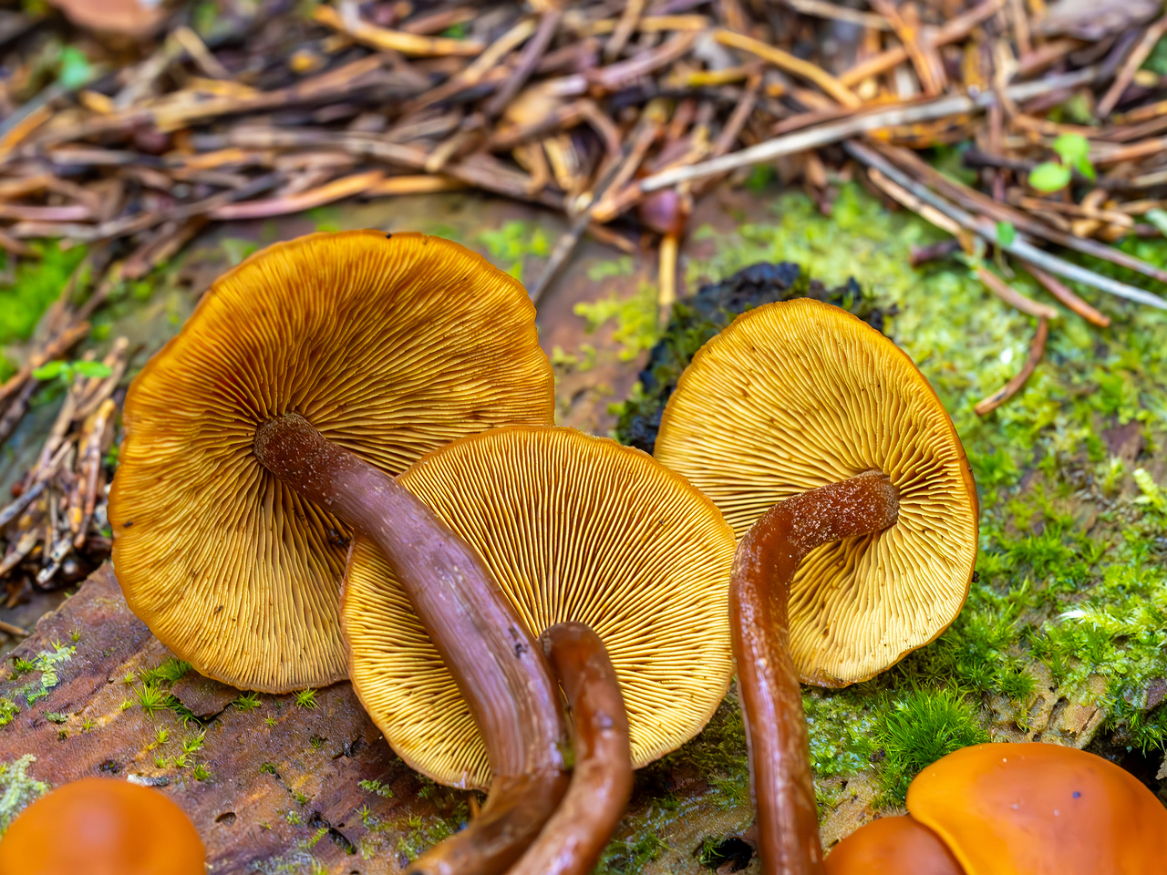 gymnopilus-picreus_2023-09-14_1-13
