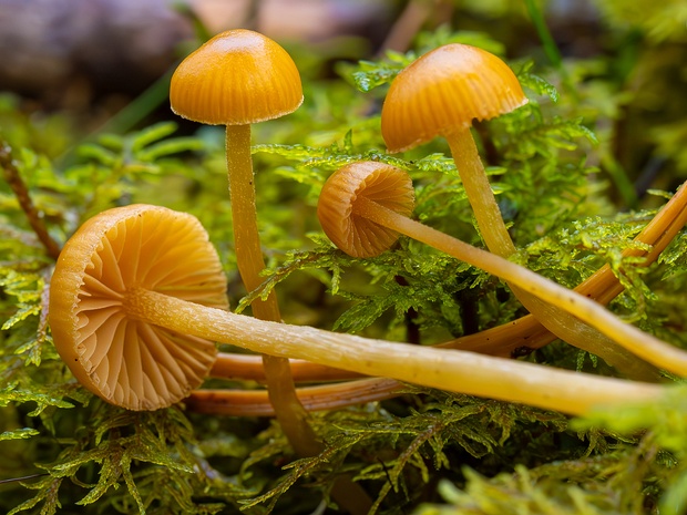 Hymenogastraceae - Гименогастровые - Hymenogastraceae Family - Hymenogastraceae Familie