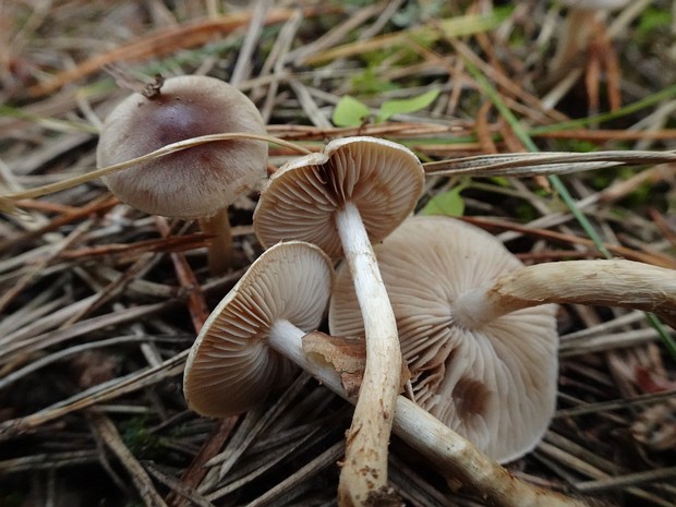 Hebeloma mesophaeum - Гебелома опоясанная - Veiled Poisonpie - Gürtelfleischiger Helmling Hebeloma mesophaeum, known as Veiled Poisonpie or Gürtelfleischiger Helmling, is a medium-sized basidiomycete mushroom...