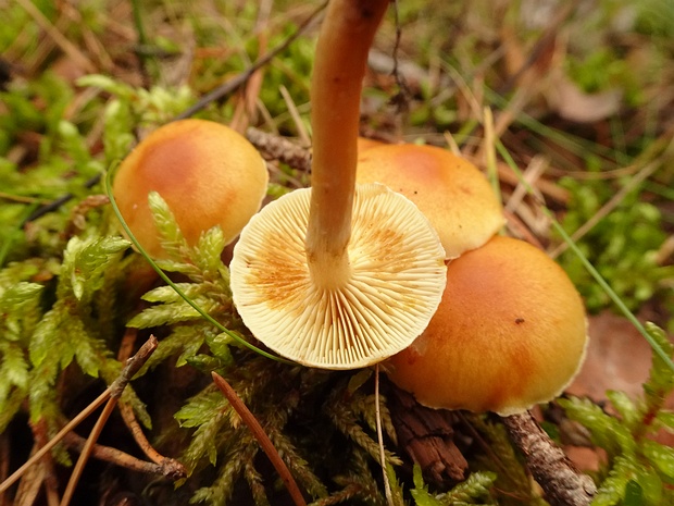 Gymnopilus penetrans - Гимнопил проникающий - Straw-yellow Gymnopilus - Gelbblättriger Hexenröhrling Gymnopilus penetrans, also known as the straw-yellow gymnopilus, is a basidiomycete fungus that is commonly found in...