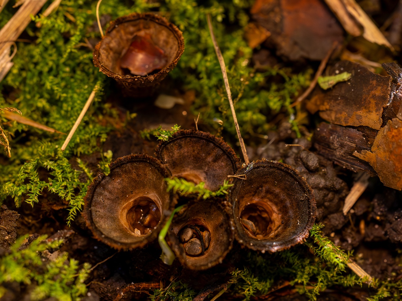 !Сyathus striatus _2025-10-11_1-6