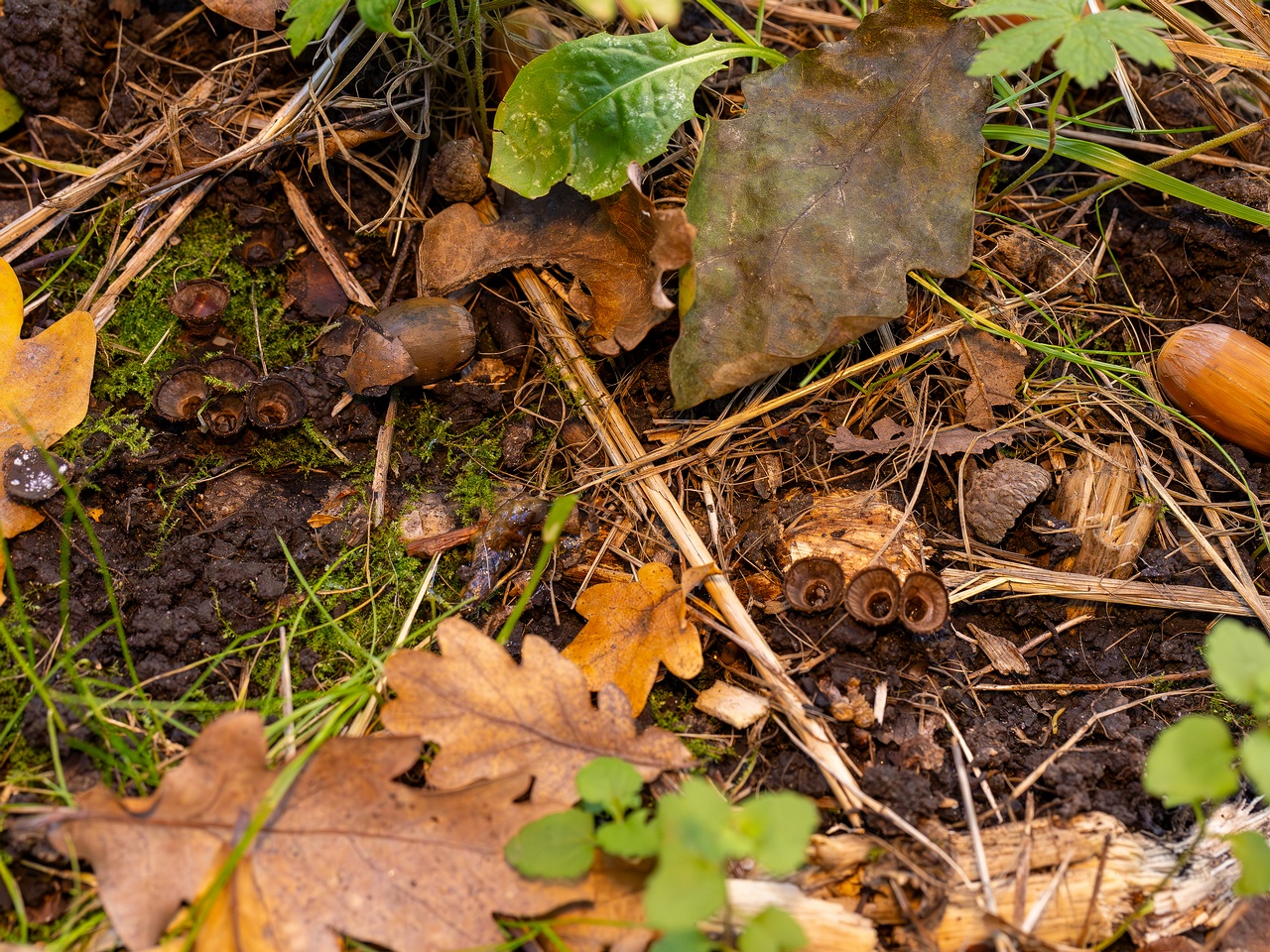 Сyathus striatus _2025-10-11_1-13