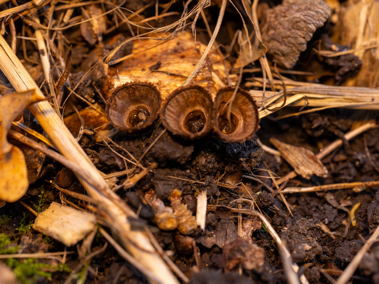 Сyathus striatus _2025-10-11_1-2