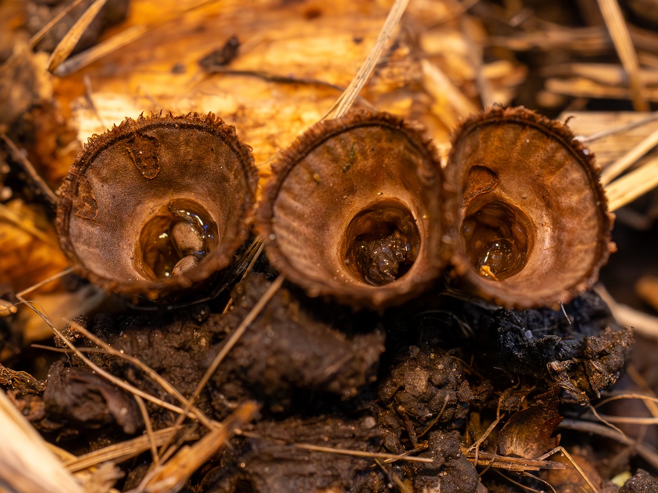 Сyathus striatus _2025-10-11_1-3