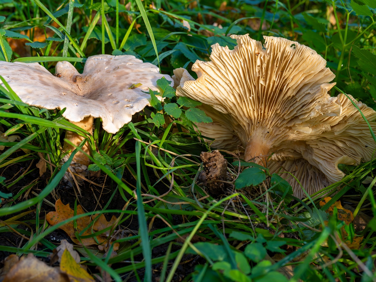 Infundibulicybe geotropa _2025-10-11_1-4