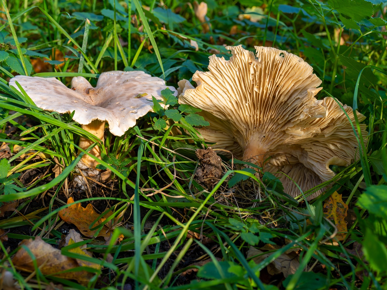 Infundibulicybe geotropa _2025-10-11_1-5