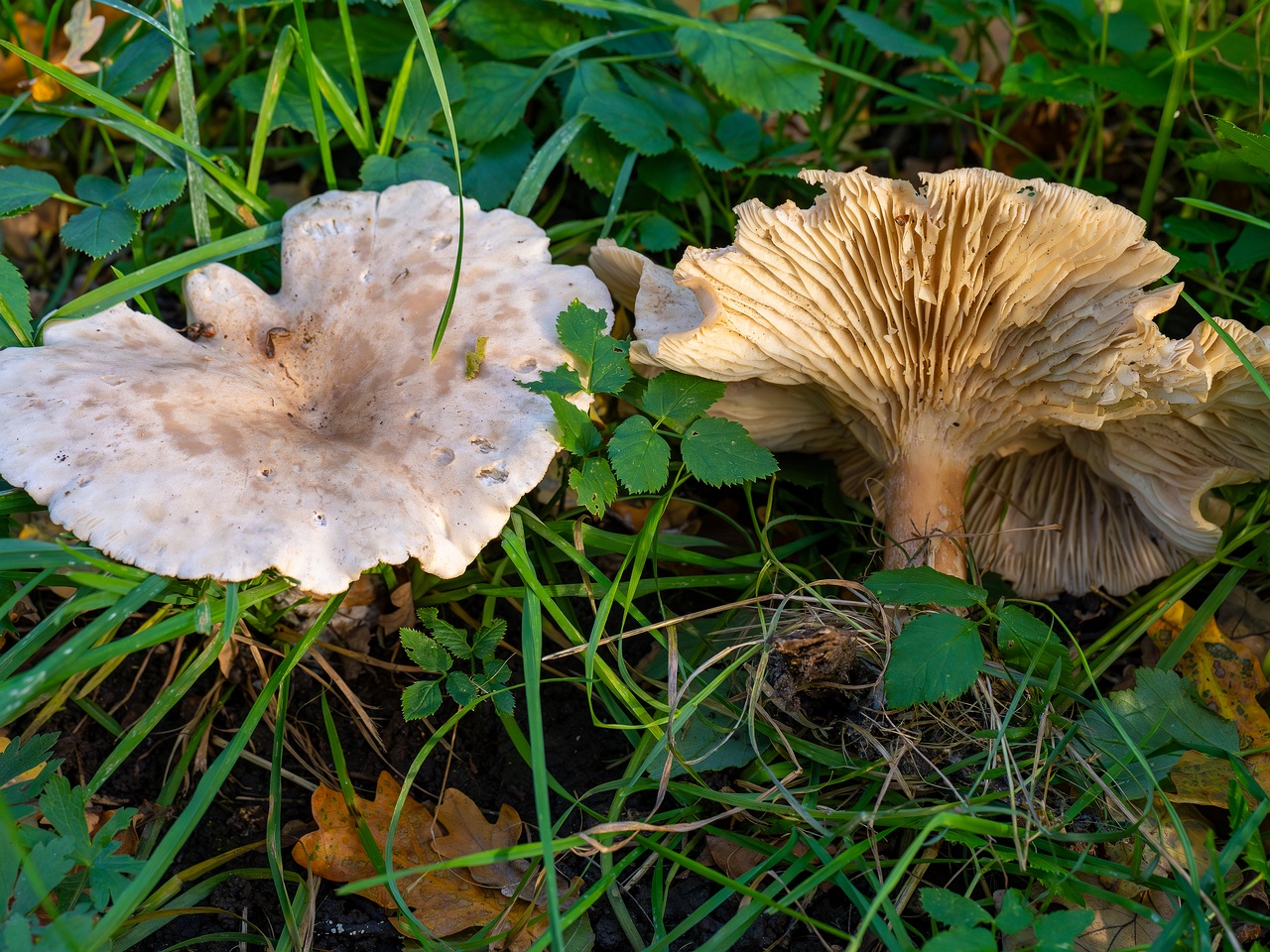 Infundibulicybe geotropa _2025-10-11_1