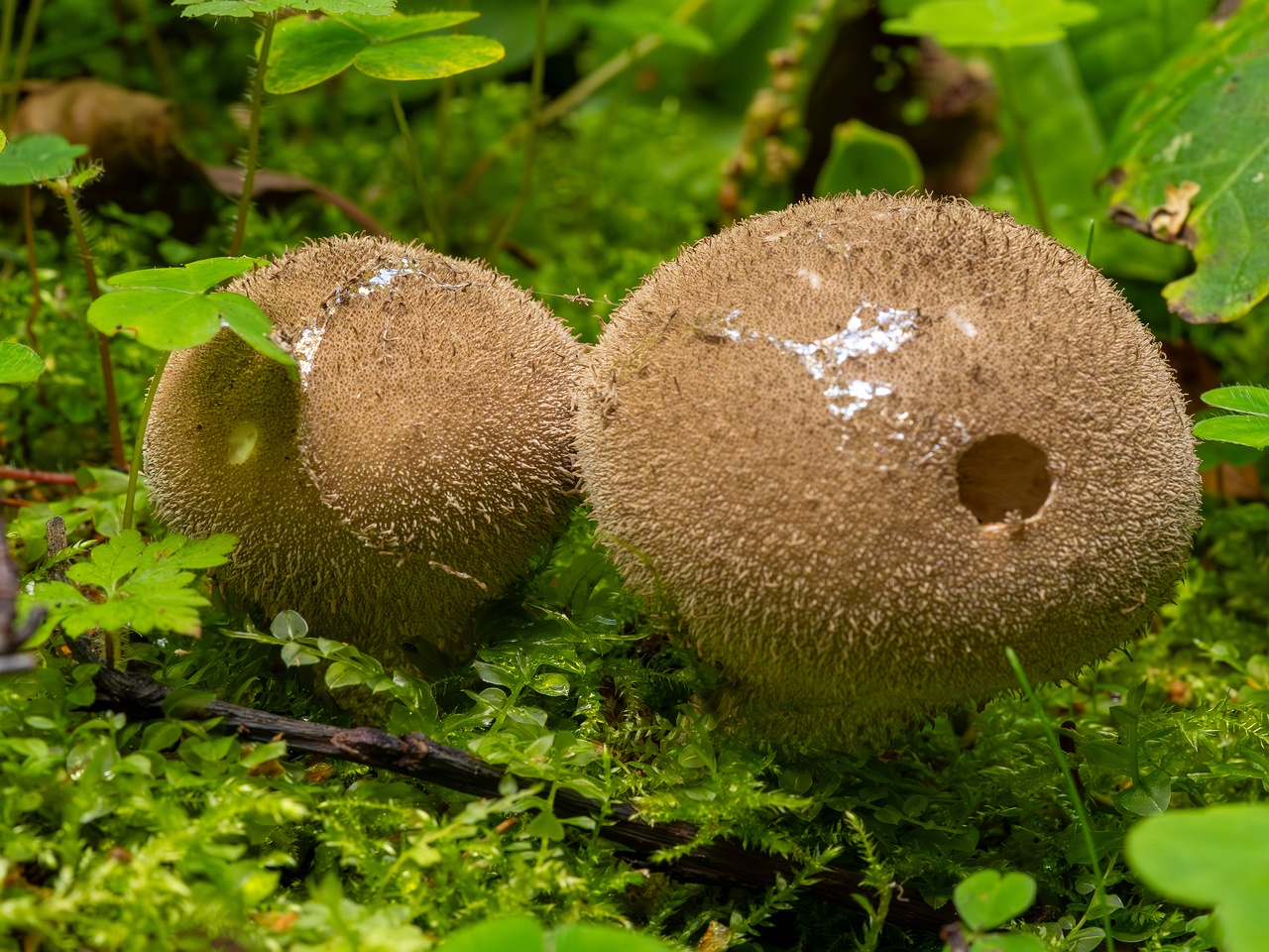 Lycoperdon umbrinum _2023-08-13_1-1