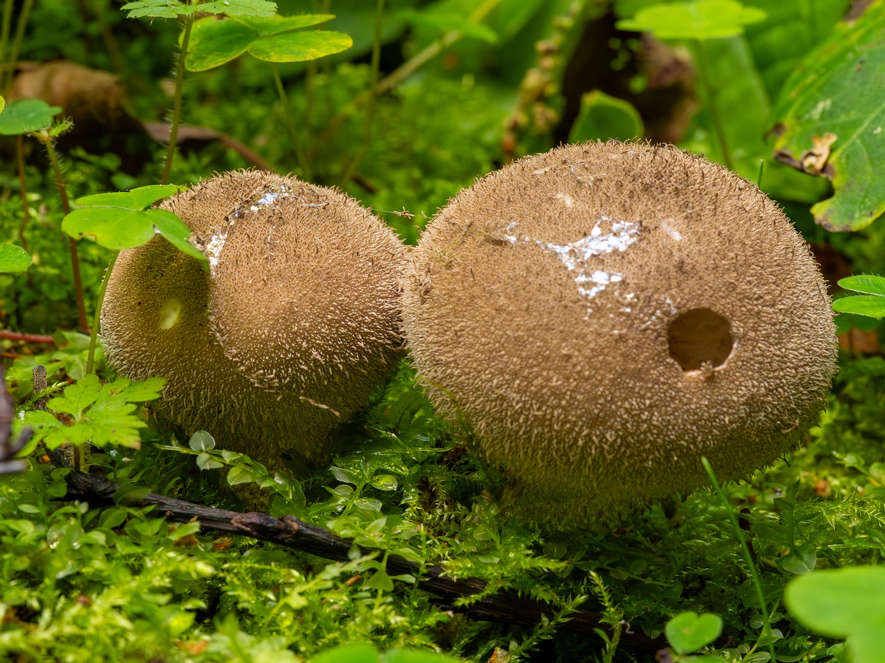 Lycoperdon umbrinum _2023-08-13_1-2