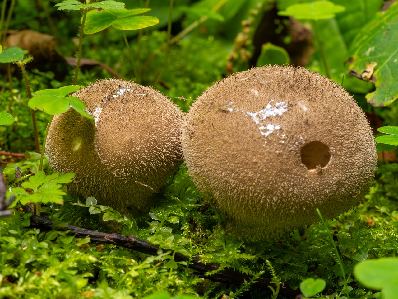 Lycoperdon umbrinum _2023-08-13_1-3