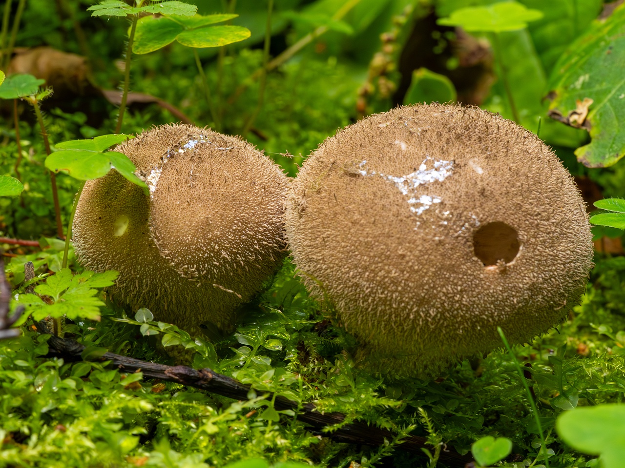 Lycoperdon umbrinum _2023-08-13_1-4