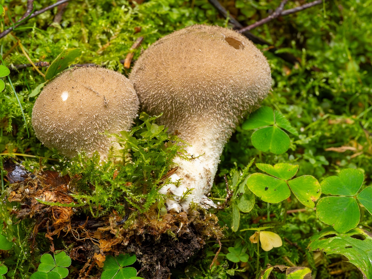 Lycoperdon umbrinum _2023-08-13_1-5