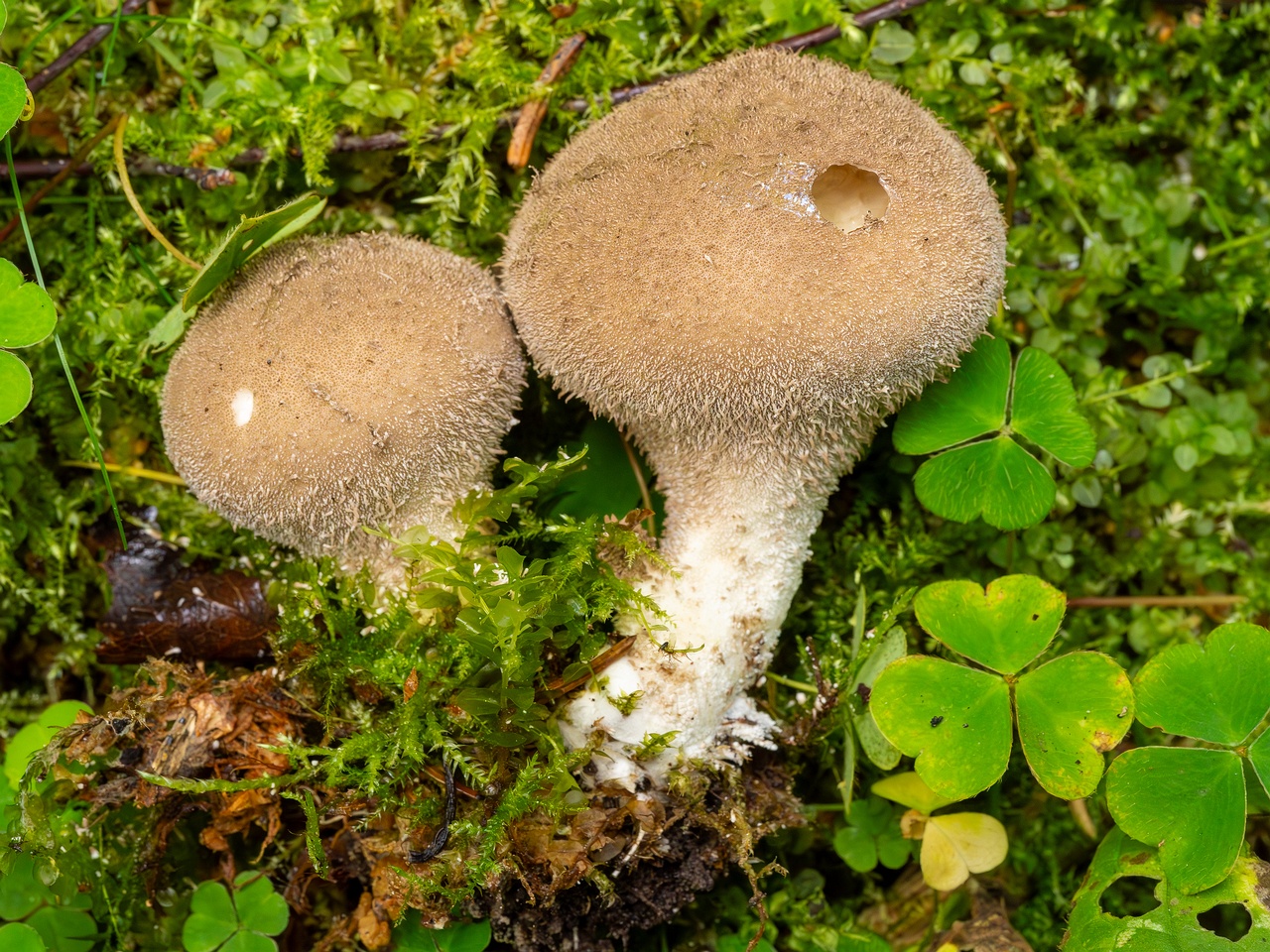 Lycoperdon umbrinum _2023-08-13_1-9