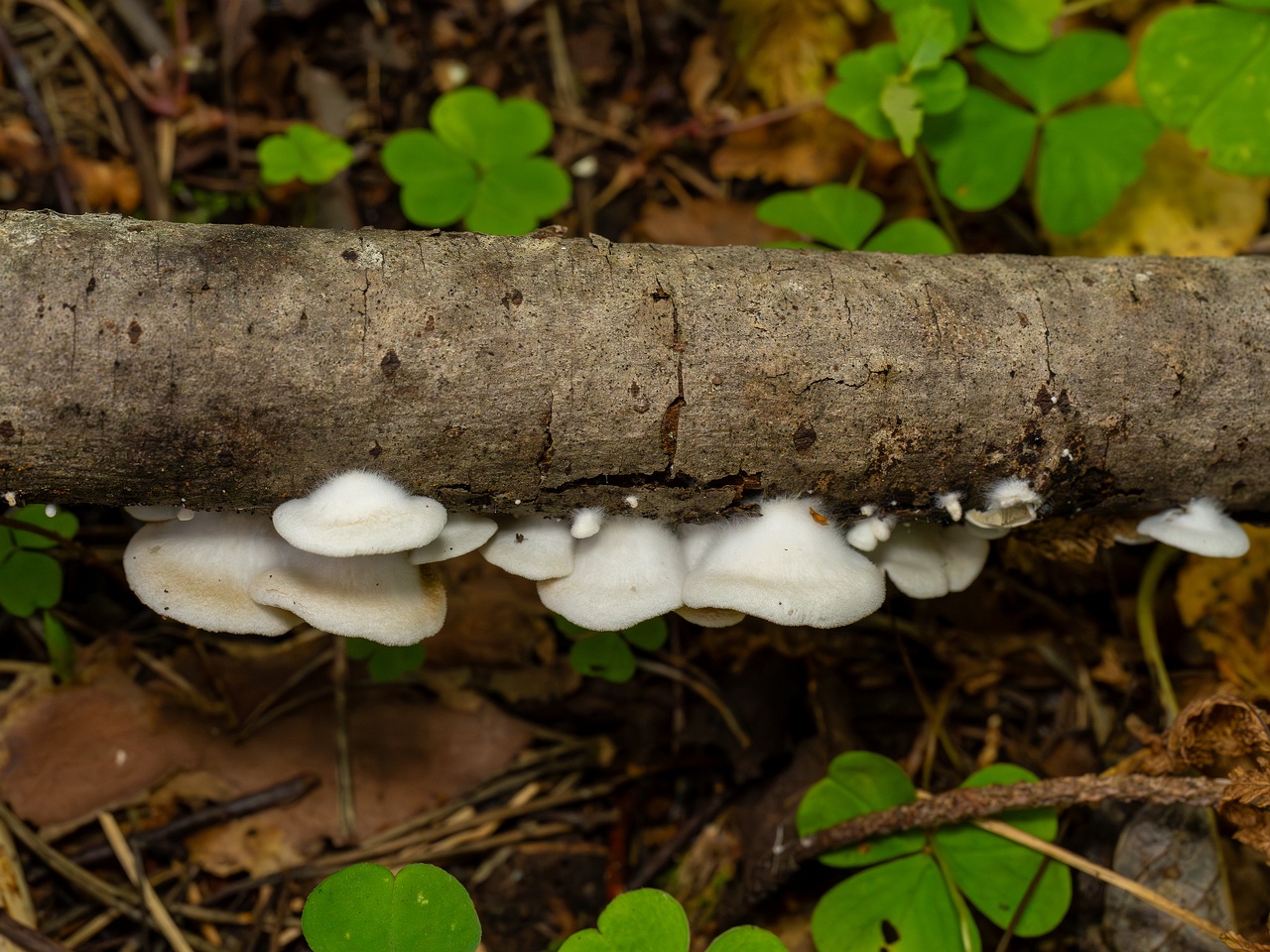 Crepidotus calolepis _2025-09-07_1-1