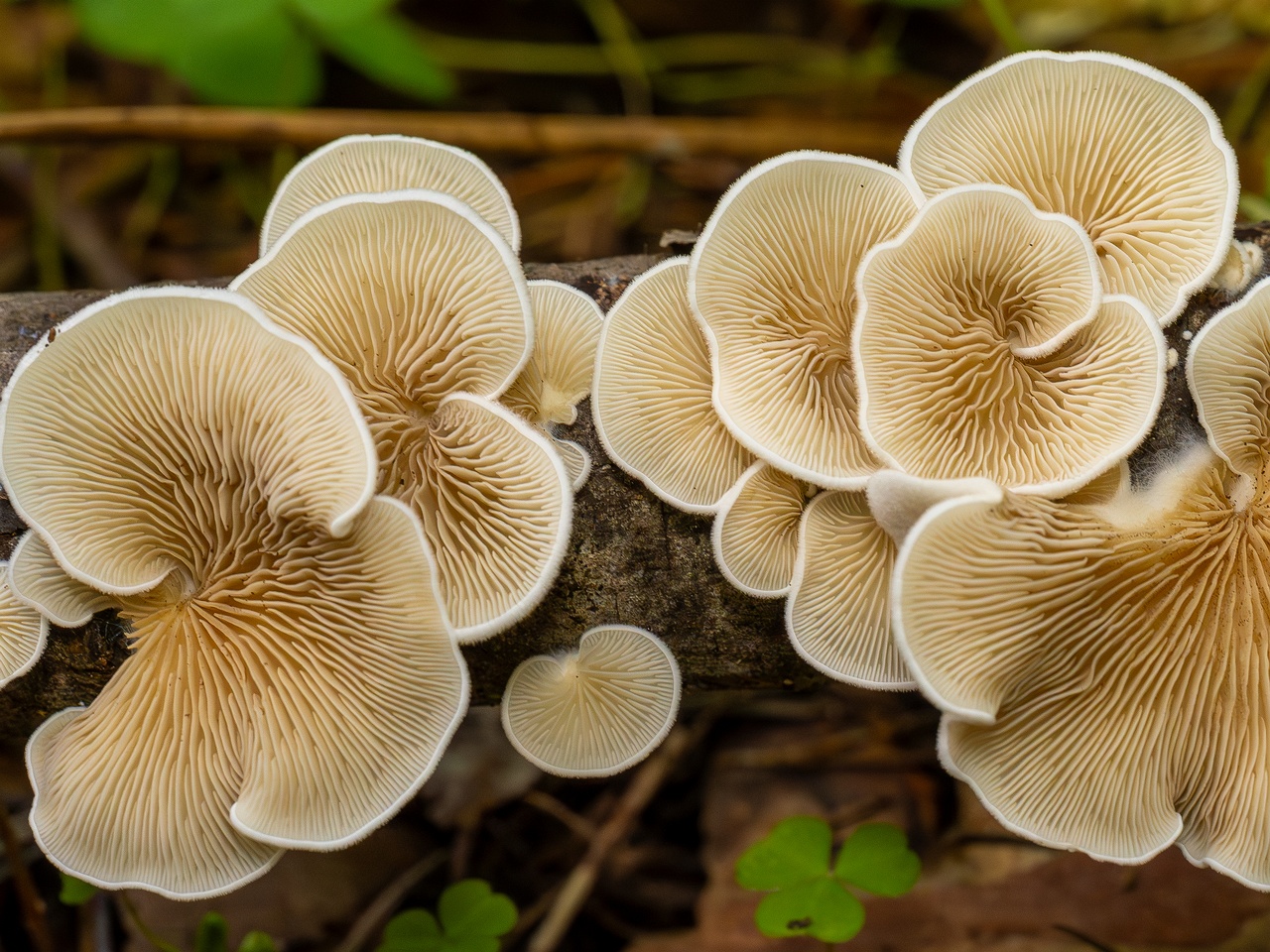 Crepidotus calolepis _2025-09-07_1-10
