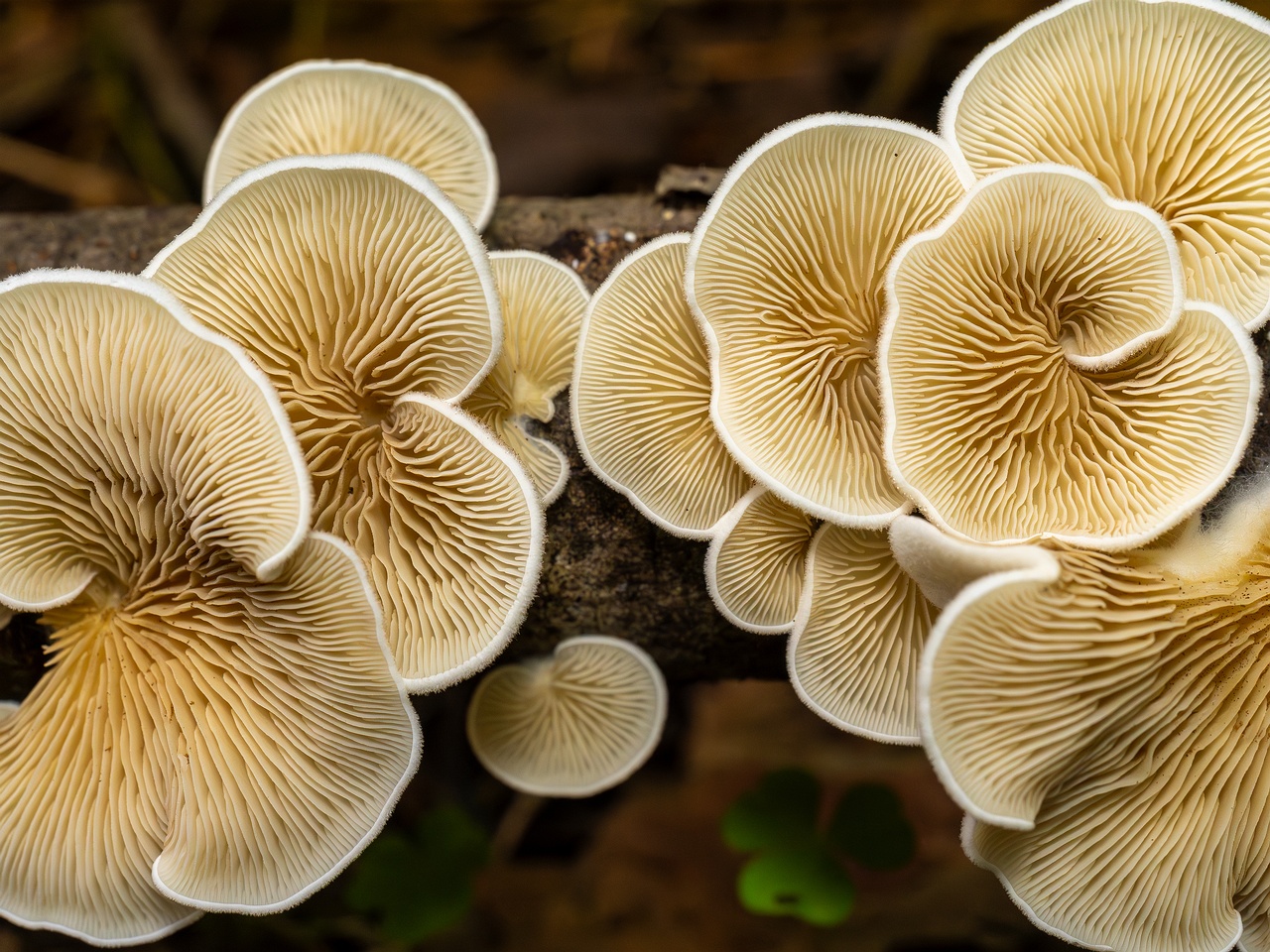 Crepidotus calolepis _2025-09-07_1-12