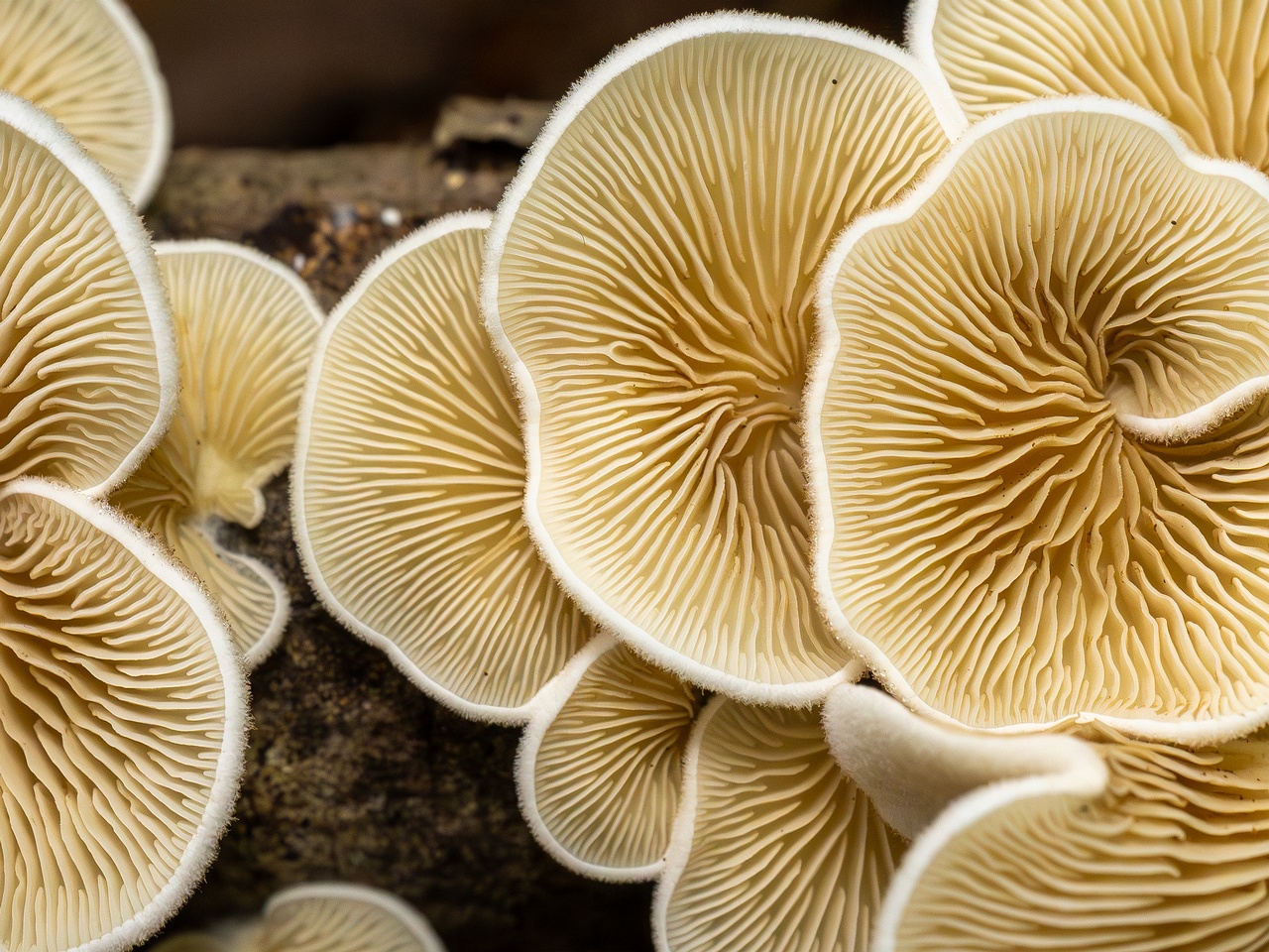 Crepidotus calolepis _2025-09-07_1-13