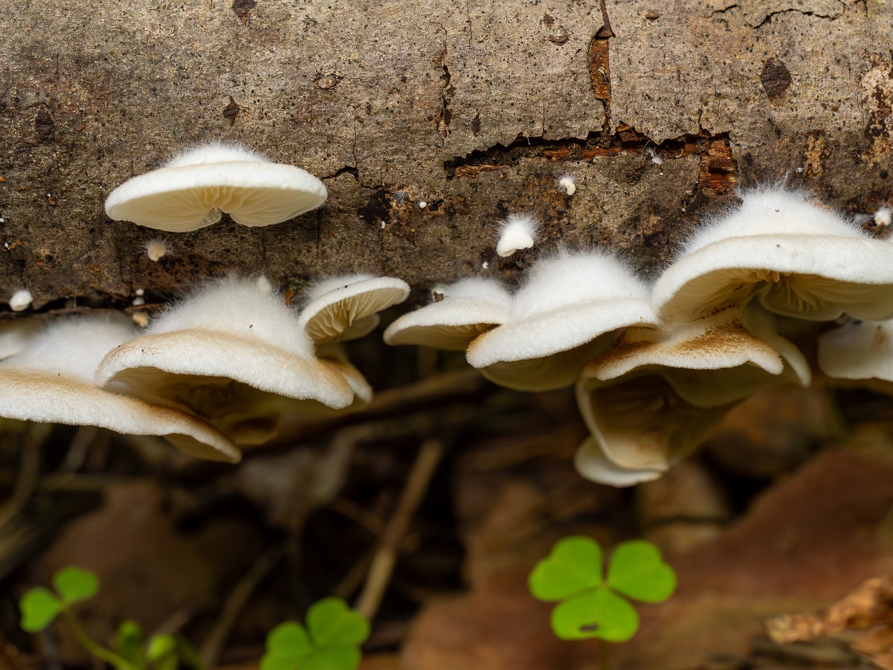 Crepidotus calolepis _2025-09-07_1-2