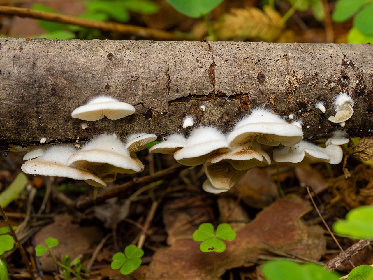 Crepidotus calolepis _2025-09-07_1-3