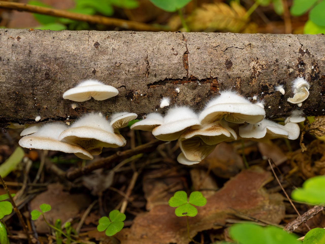 Crepidotus calolepis _2025-09-07_1-4