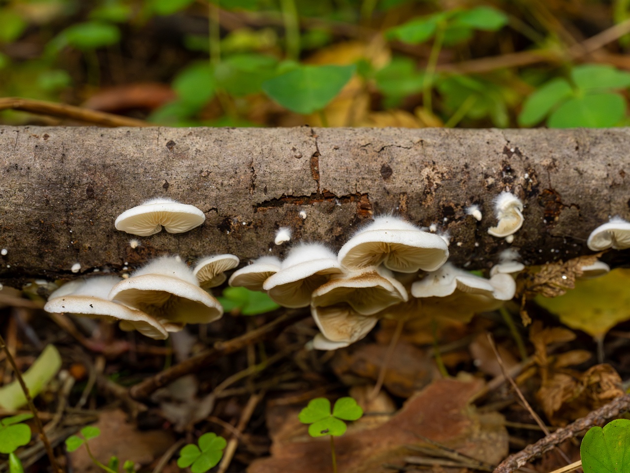 Crepidotus calolepis _2025-09-07_1-6