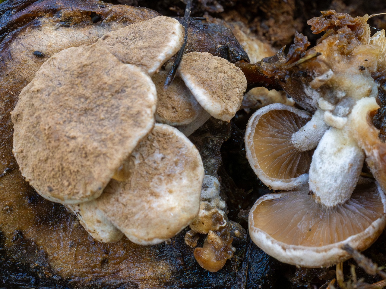 Asterophora lycoperdoides _2025-09-13_1-4