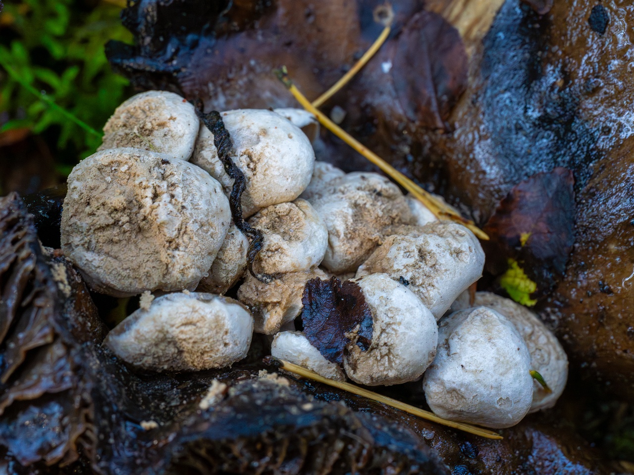 Asterophora lycoperdoides _2025-09-13_1-6